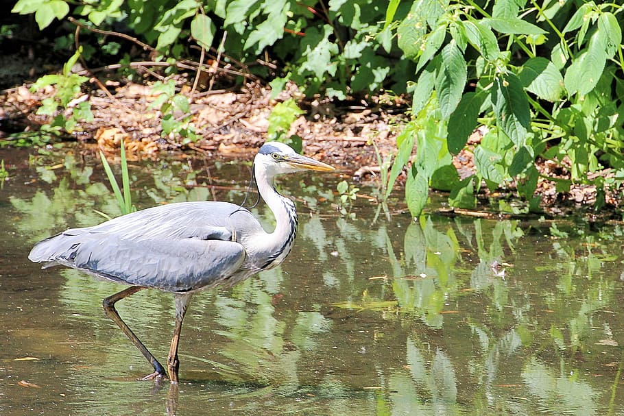 Grey Heron, Eastern, Bird, Water, plumage, intervention, one animal HD wallpaper