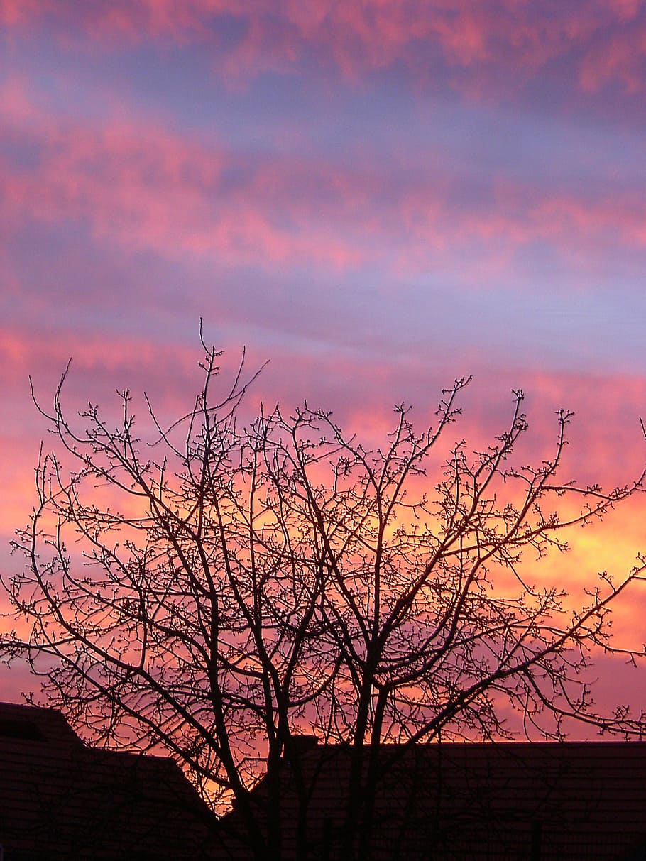 evening, sky, tree, clouds, sunset, fall, yellow, pink, blue HD wallpaper