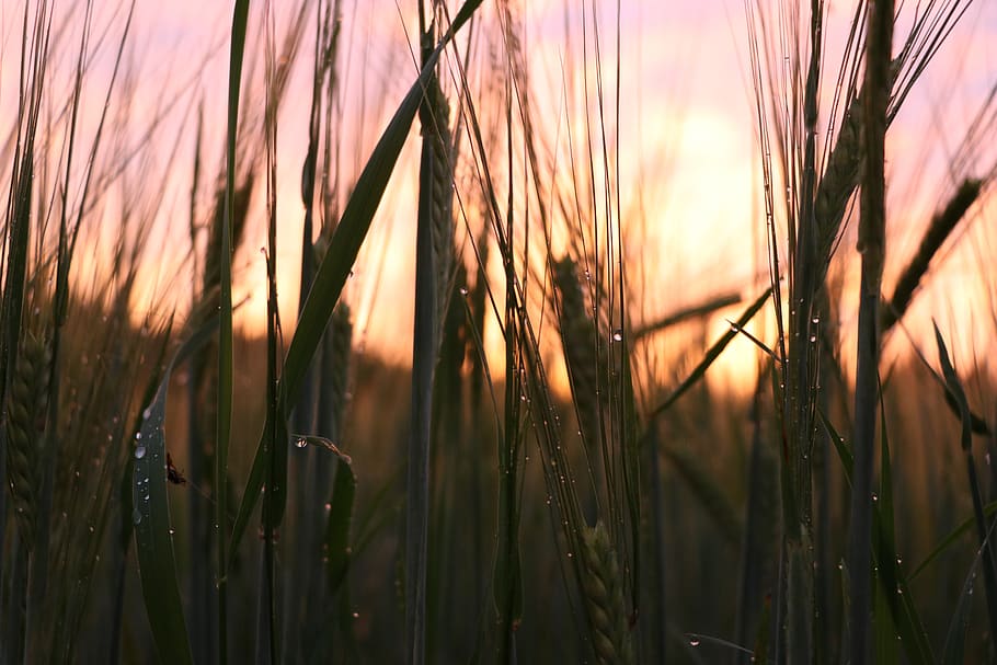 grain, summer, nature, growth, plant, field, beauty in nature HD wallpaper