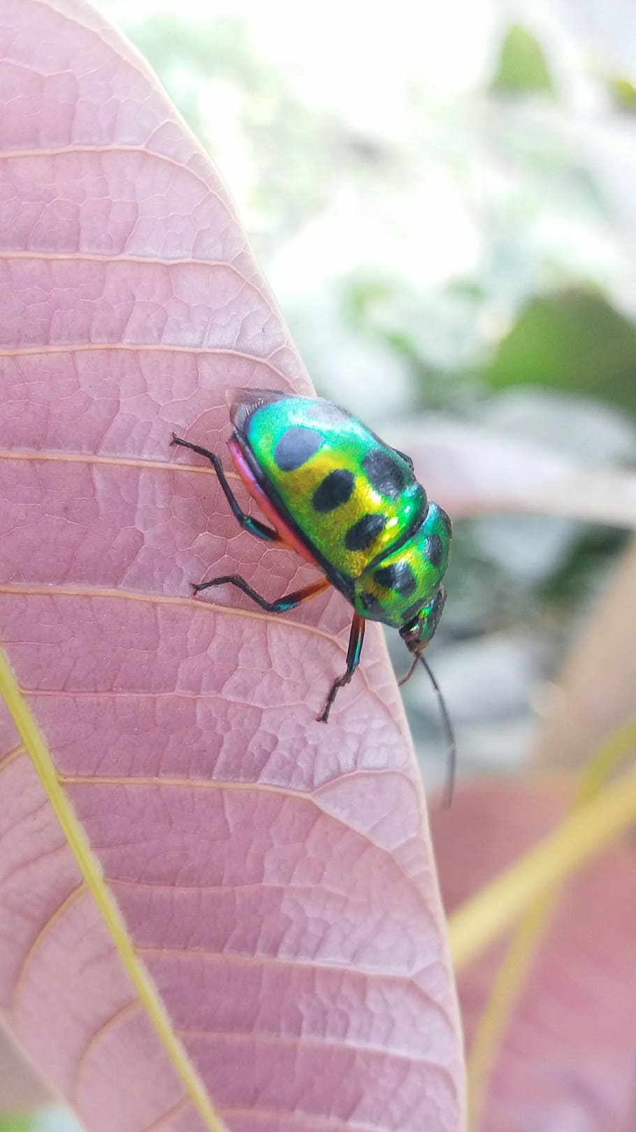 insect, leaves, leaf, bug, pest, plant, natural, mulberry, mite HD wallpaper