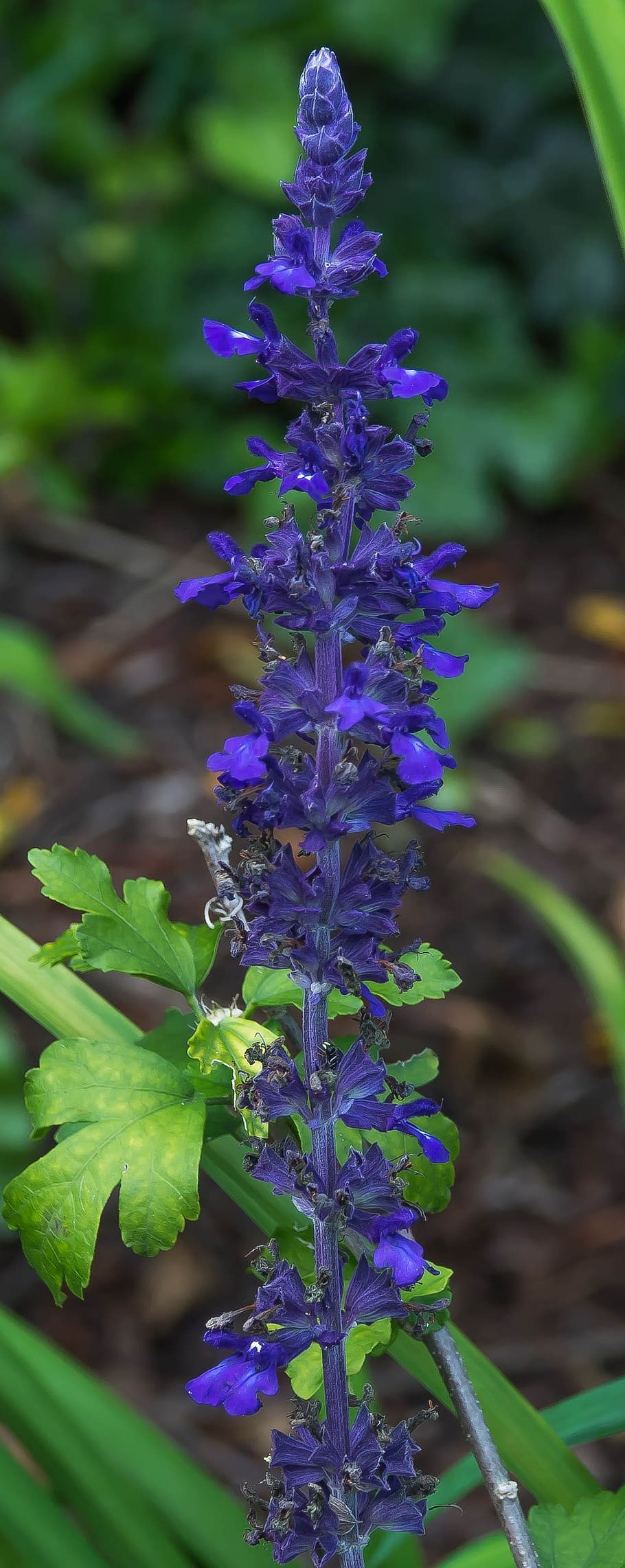 blue, flower, sage, plant, flowering plant, purple, growth HD wallpaper