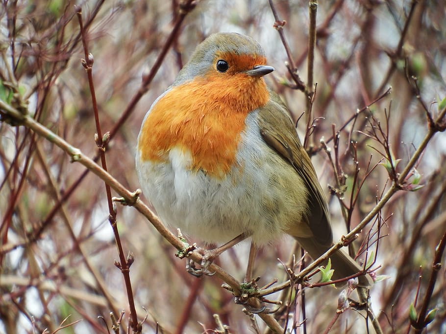 orange and brown bird shallow photography, robin, nature, red HD wallpaper