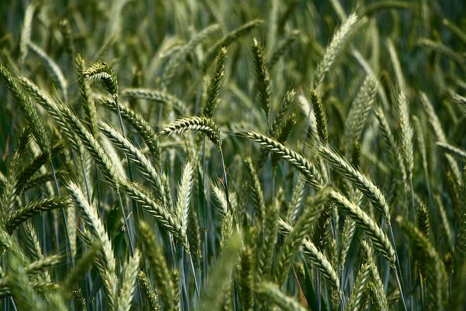 green wheat field, kolos, grass, meadow, nature, plant, crop, HD wallpaper
