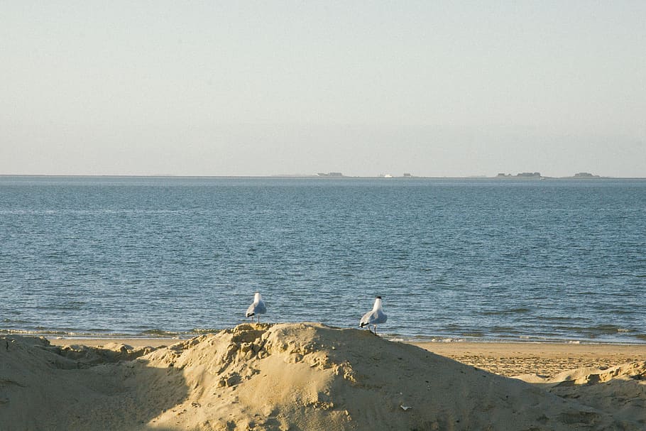 Two seagulls, animals, landscape, nature, beach, sand, water HD wallpaper