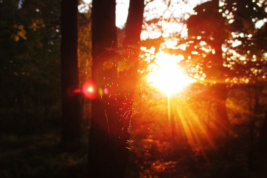 web, evening, sun, tree, forest, sunlight, plant, nature, tree trunk HD wallpaper