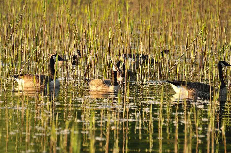 bustard, river, water, animal, animal themes, animals in the wild HD wallpaper