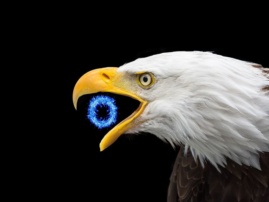 magic, bird, american eagle, mystery, mysterious, animal, one animal HD wallpaper