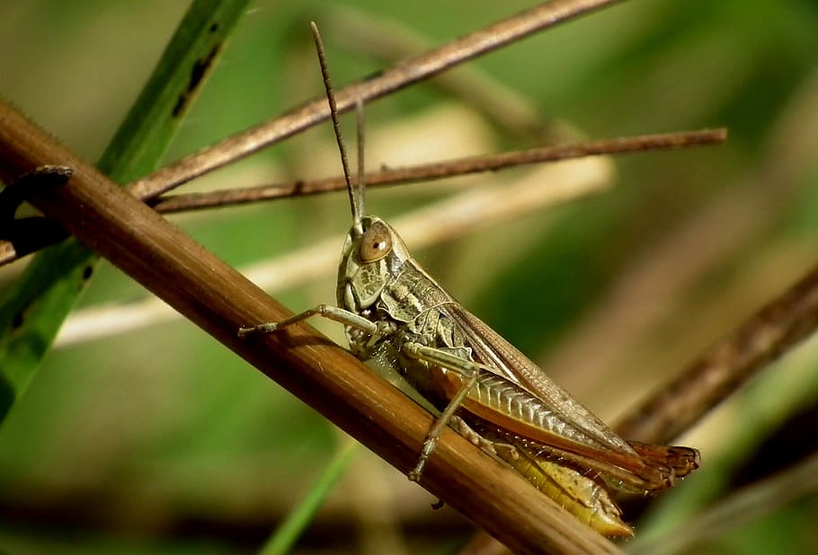 desert locust, insect, macro, grasshopper, nature, animal, close-up HD wallpaper