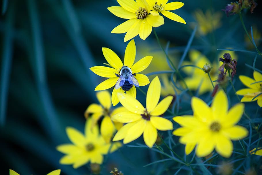 bee, bloom, blooming, blossom, blur, bright, buds, close-up HD wallpaper