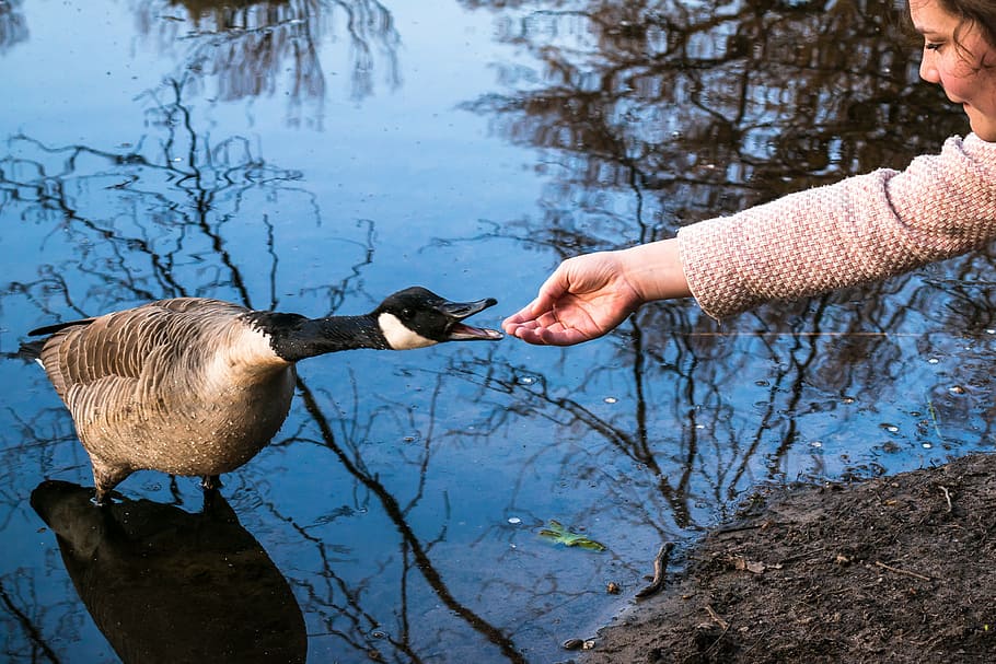 canada goose, girl, encounter, contact, get to know, friendship, HD wallpaper