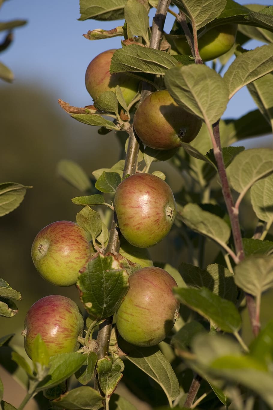 Fruit, Apple, Picking, Garden, Summer, nature, tree, food and drink HD wallpaper