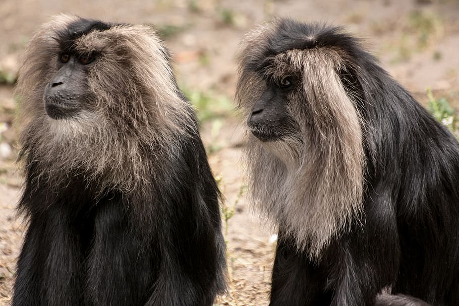 two black monkeys, animals, ape, zoo, wildlife, mammal, primate HD wallpaper
