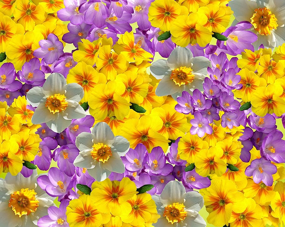 yellow primroses, purple crocus flowers, and white-and-yellow daffodils wallpaper HD wallpaper