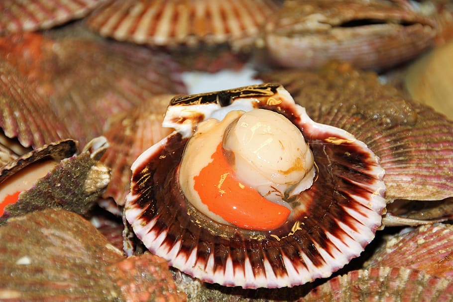 selective focus photography of seashell, scallop, seafood, fresh HD wallpaper