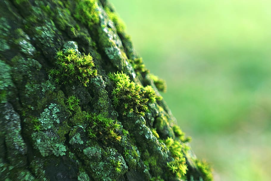 lichens, the bark, tree, moss, green, forest, old, natural HD wallpaper