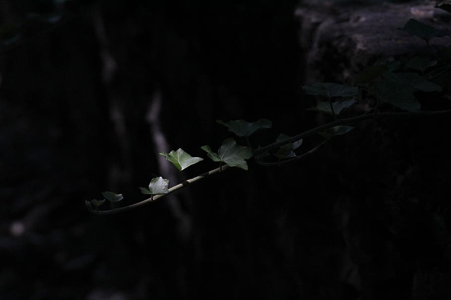 ivy, green, forest, light, plant, creeper, nature, leaves, shade HD wallpaper