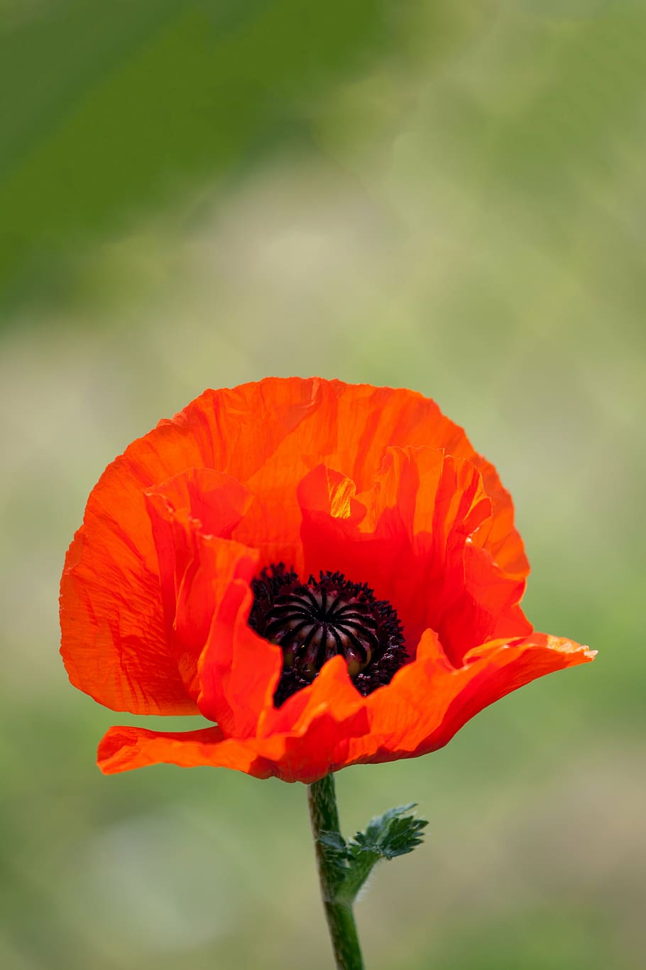 close-up photography of orange Shirley poppy flower, background HD wallpaper