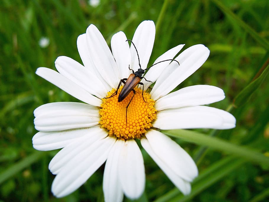 Black Beetle, Flower, petal, white color, one animal, insect HD wallpaper