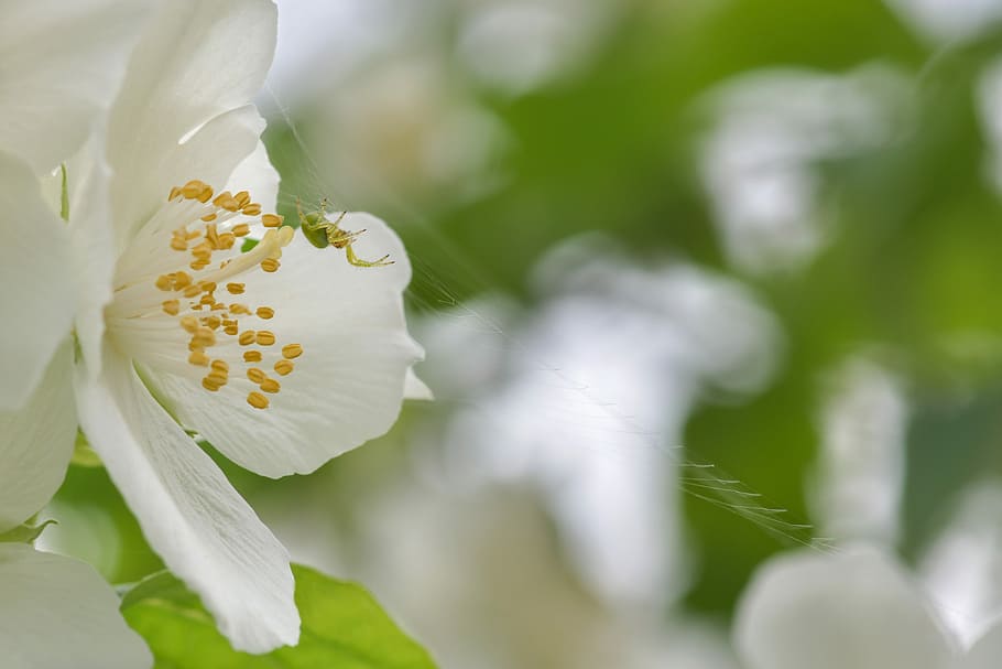 selective-focus photography of white petaled flower, spider HD wallpaper
