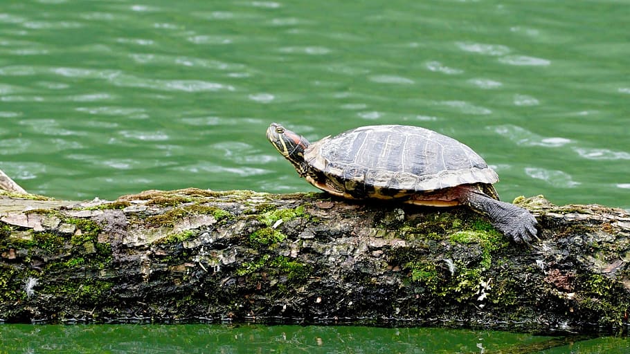 Turtle, Nature, Water, Log, Sun, reptile, tortoise, one animal HD wallpaper