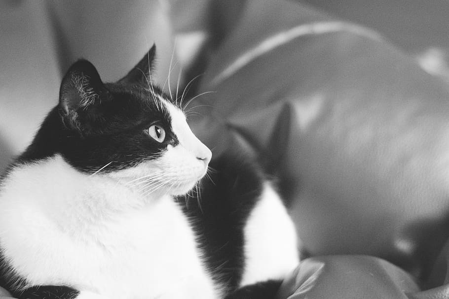 cat, kitten, tomcat, animals, black and white, coat, a young kitten HD wallpaper