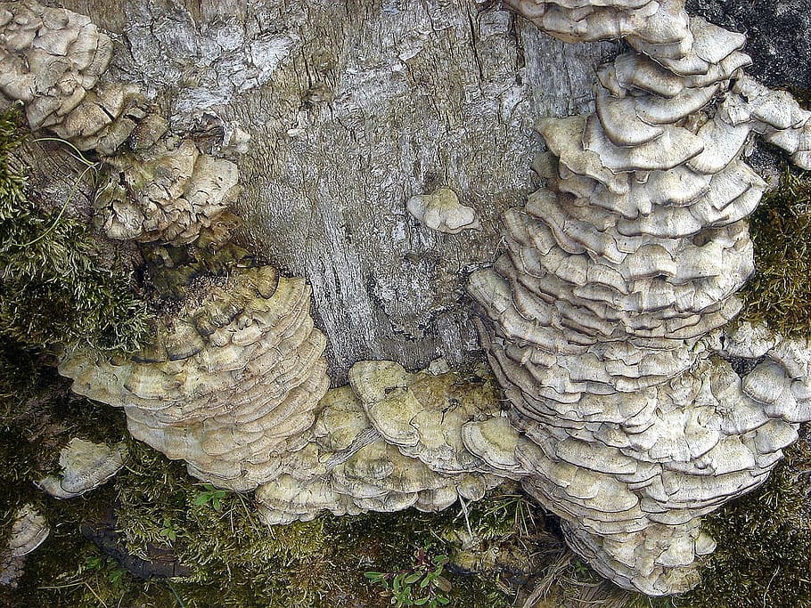 stump, old, defeated, tree, fungus, cluster, polypore, no people HD wallpaper