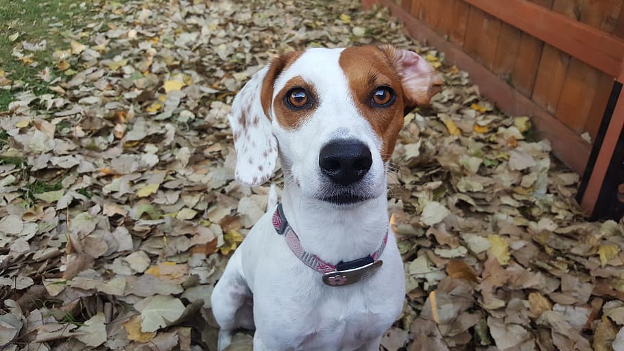 dog, pet, fall, leaves, canine, cute, puppy, animal, one animal HD wallpaper