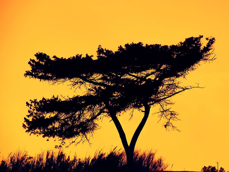 tree, shadow, afternoon, nature, sunset, orange, scenery, silhouette HD wallpaper