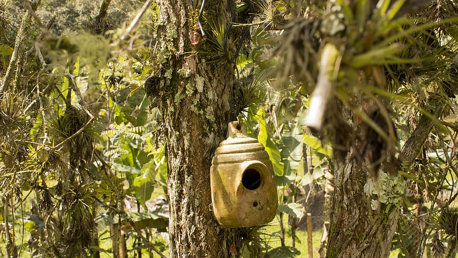 bird house, tree, leaves, plant, growth, nature, tree trunk HD wallpaper