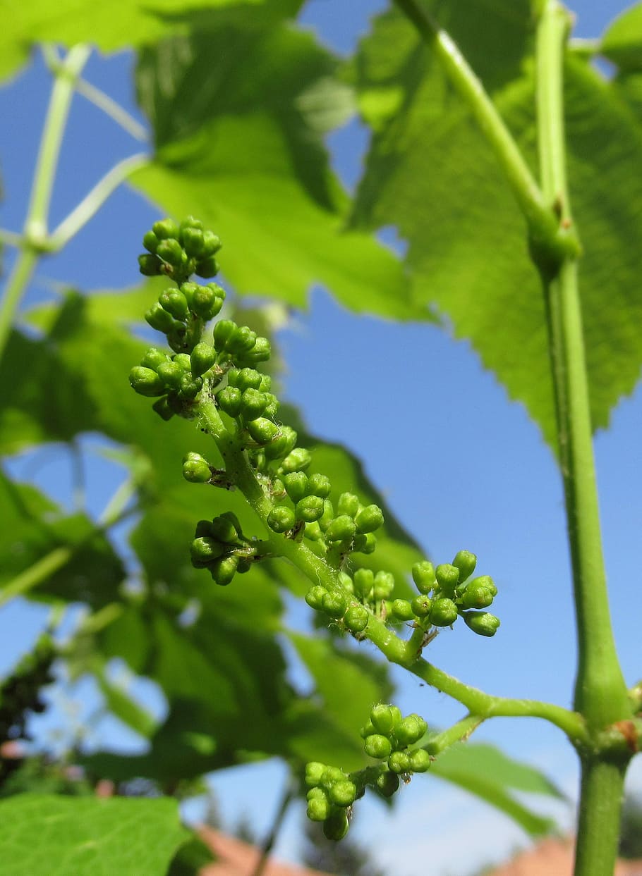 grape, cluster, plant, growth, green color, leaf, plant part HD wallpaper