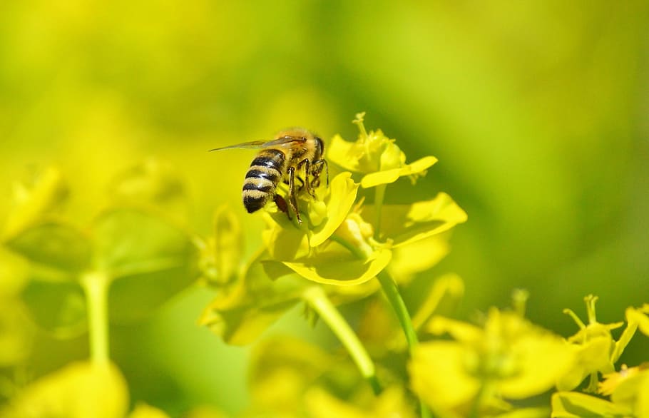 Bee, Insect, Blossom, Bloom, Pollination, pollen, nectar, flower HD wallpaper