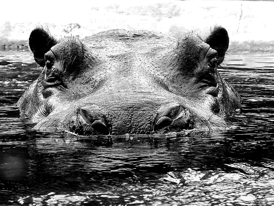 grayscale photo of hippopotamus, hard, mammal, large, massive