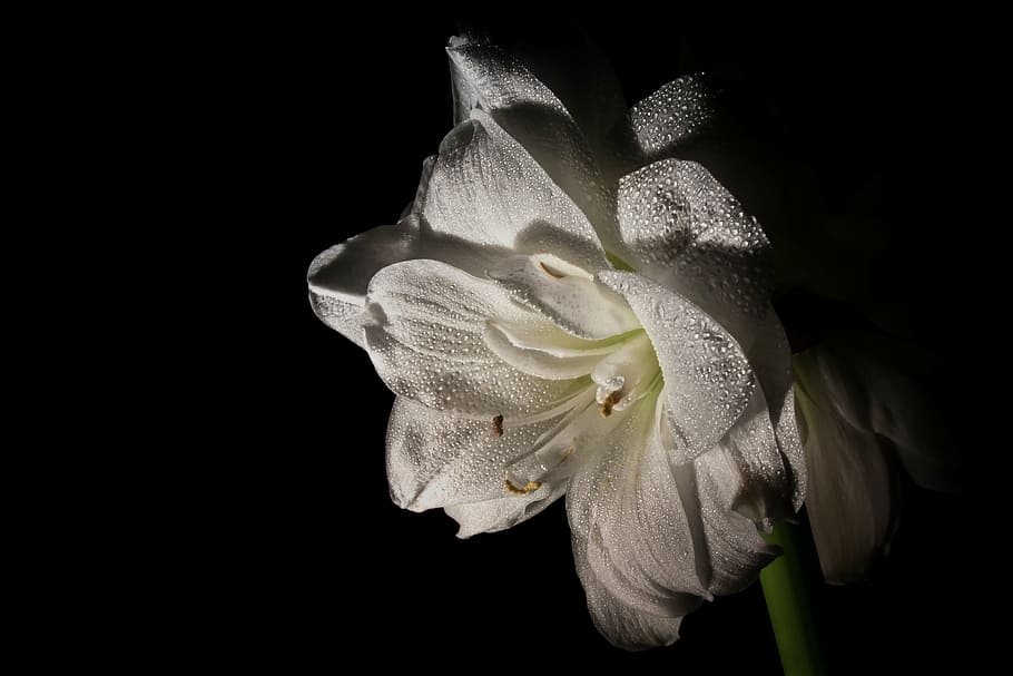 amaryllis, flower, close, amaryllis plant, botany, flowers, HD wallpaper