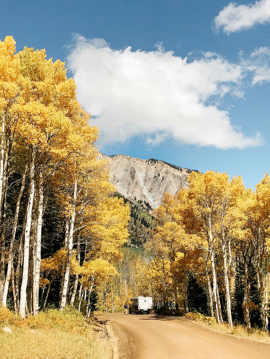 van surrounded by trees during daytime, pathway between yellow leafed trees near mountain HD wallpaper