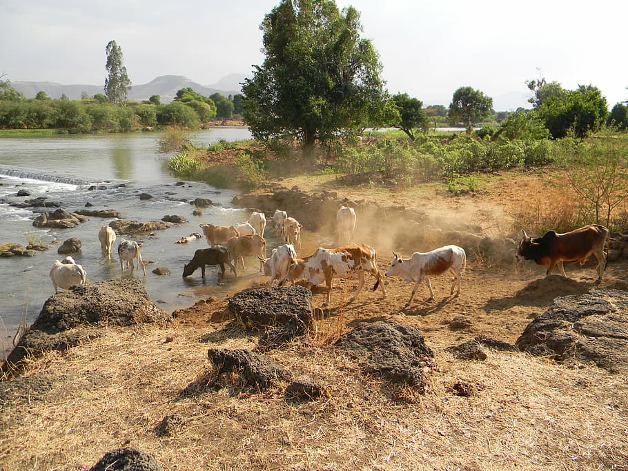 assorted-color cattle beside river during daytime, nile, cows