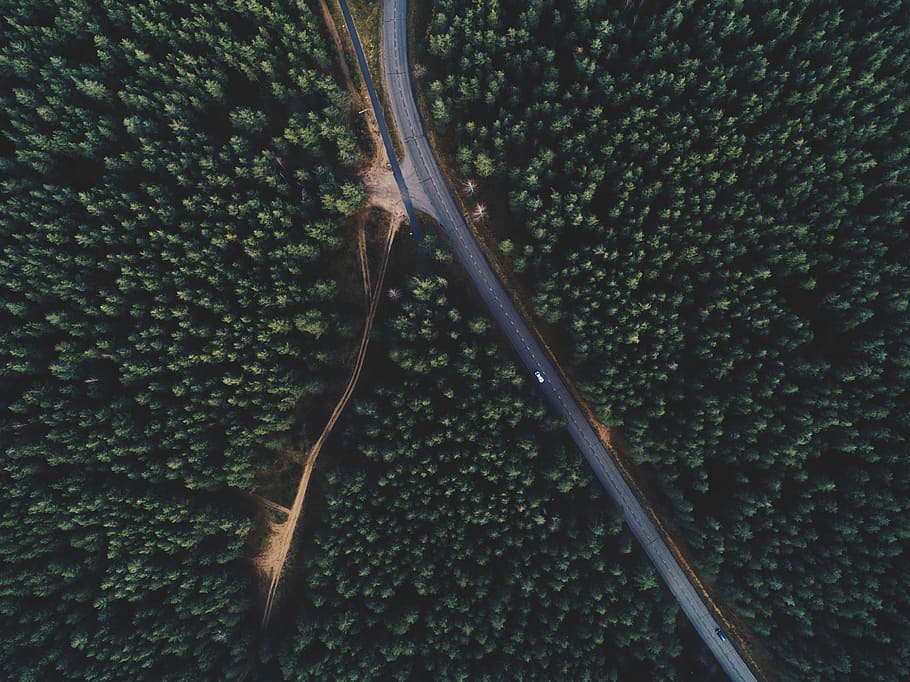aerial photography of road in between trees, aerial photography of road between tree HD wallpaper