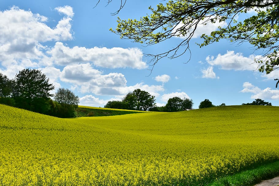 grassfield, oilseed rape, landscape, panorama, agriculture, nature, HD wallpaper