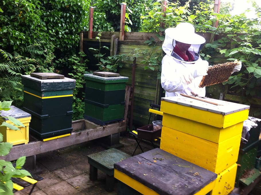 Beekeeper, Bees, Cabinets, beehive, apiculture, adult, adults only HD wallpaper