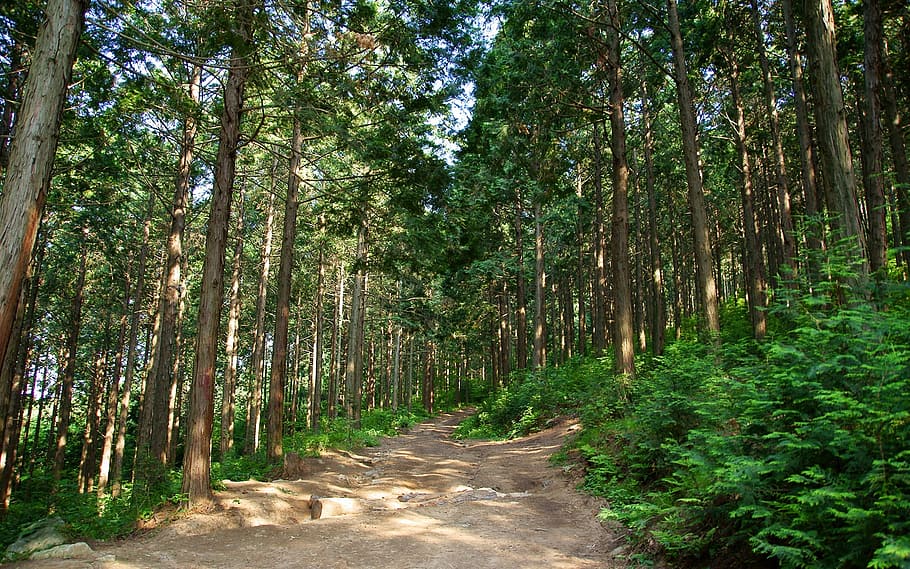 klitschko, whether or not, tree, plant, forest, growth, land HD wallpaper