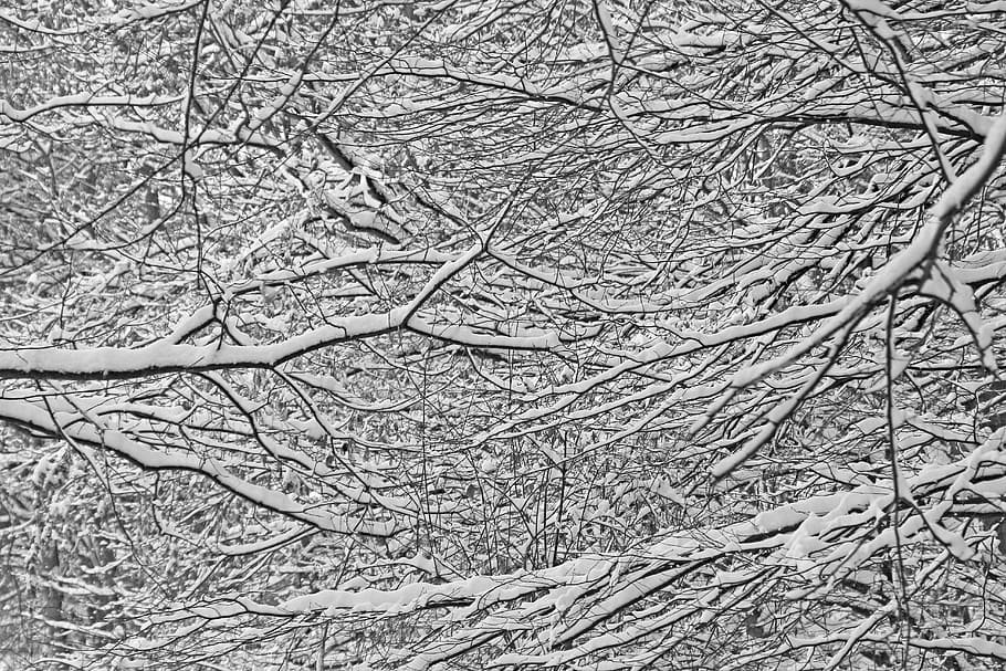 gray bare trees, Aesthetic, Winter, Snow, White, White, Tree, HD wallpaper