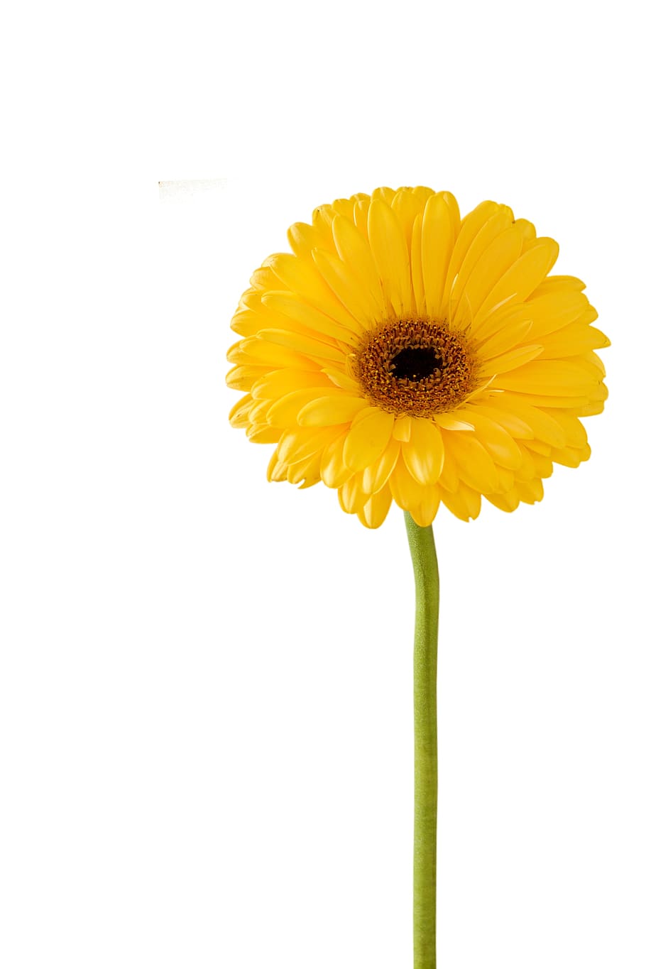 gerbera flower, nature, flora, summer, disjunct, bright, color HD wallpaper