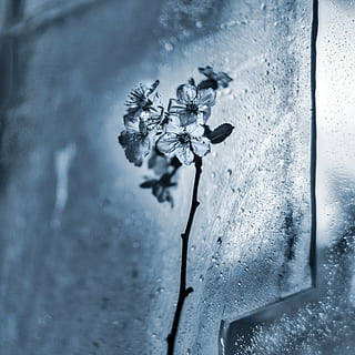 ice, flower, dewy, cold temperature, winter, snow, close-up HD wallpaper