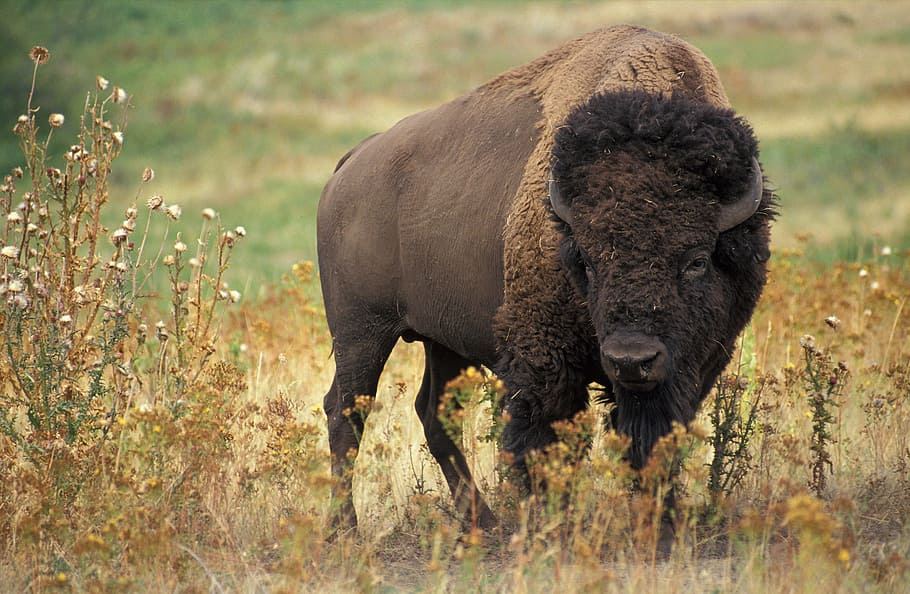 tilt shift lens photography of yak, bison, usa, buffalo, beef