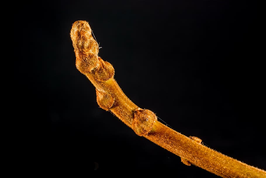 young drove, creeper, fluffy, rusty, black background, no people HD wallpaper