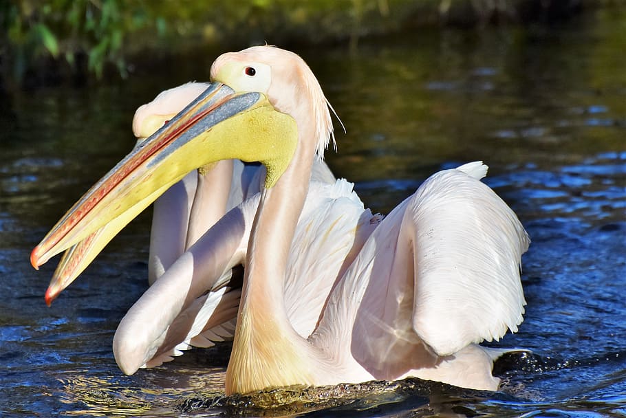 white pelican on body of water at daytime, pelikan, water bird