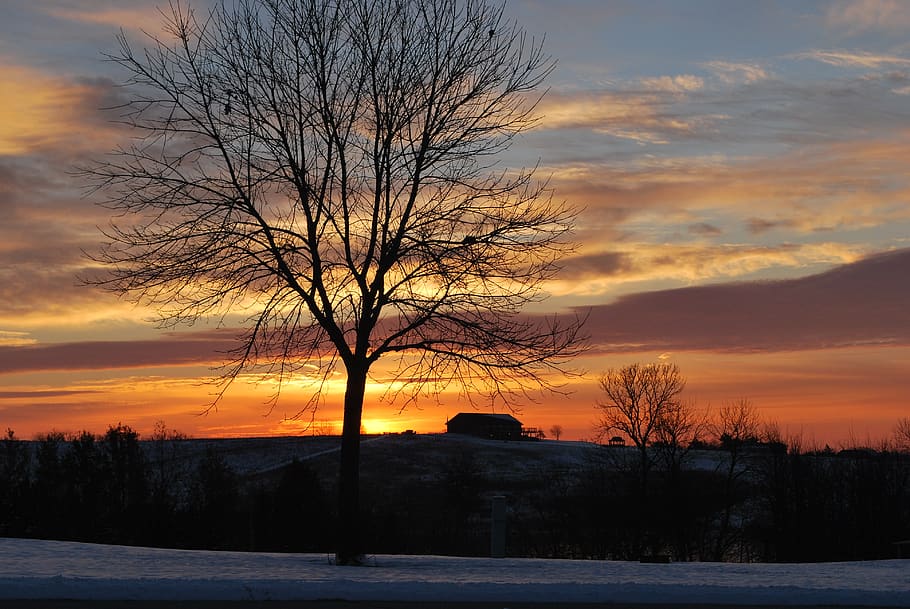 sunset, sky, landscape, clouds, tree, orange color, plant, cloud - sky HD wallpaper