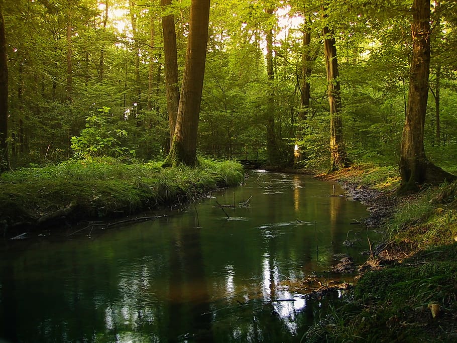 body of water between green leaf trees, forest, fog, glade, bach