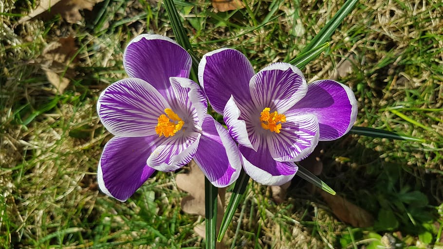 spring, flowers, meadow, flowering plant, freshness, vulnerability HD wallpaper