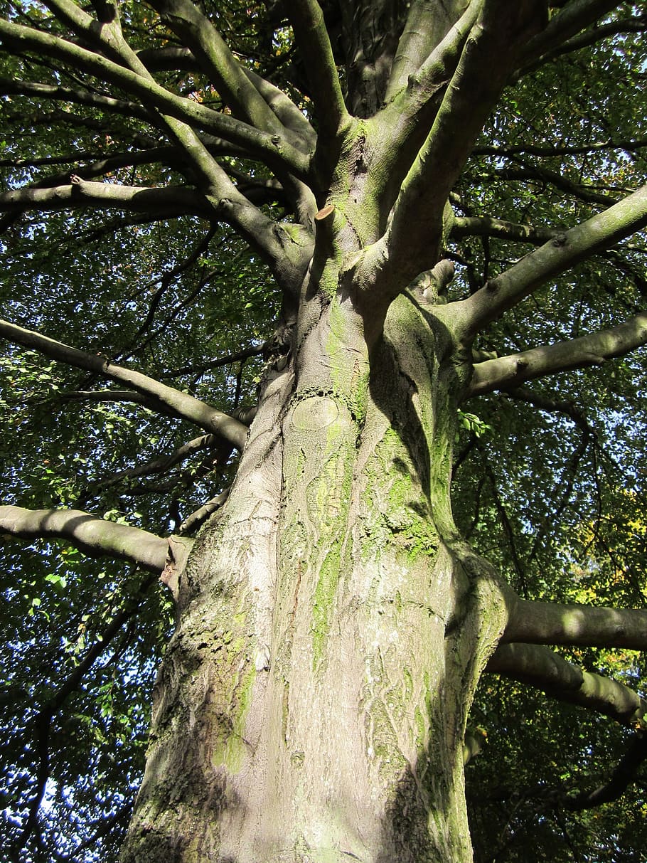fagus sylvatica, european beech, common beech, tree, plant HD wallpaper