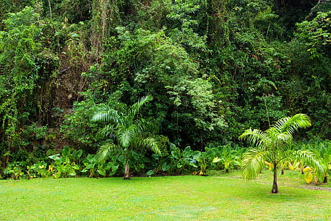 green plants and trees on forest, background, dense, environment HD wallpaper